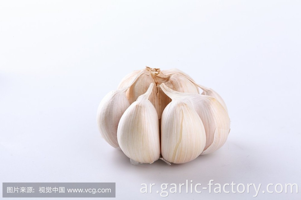 Wholesale New Crop Fresh Garlic price